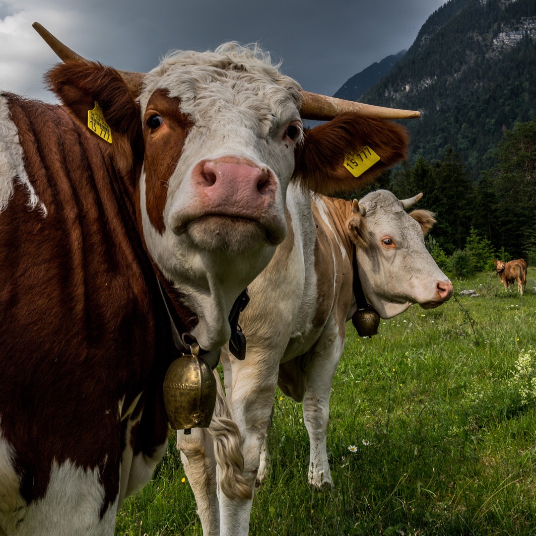 Heimatgefühl auf vier Beinen